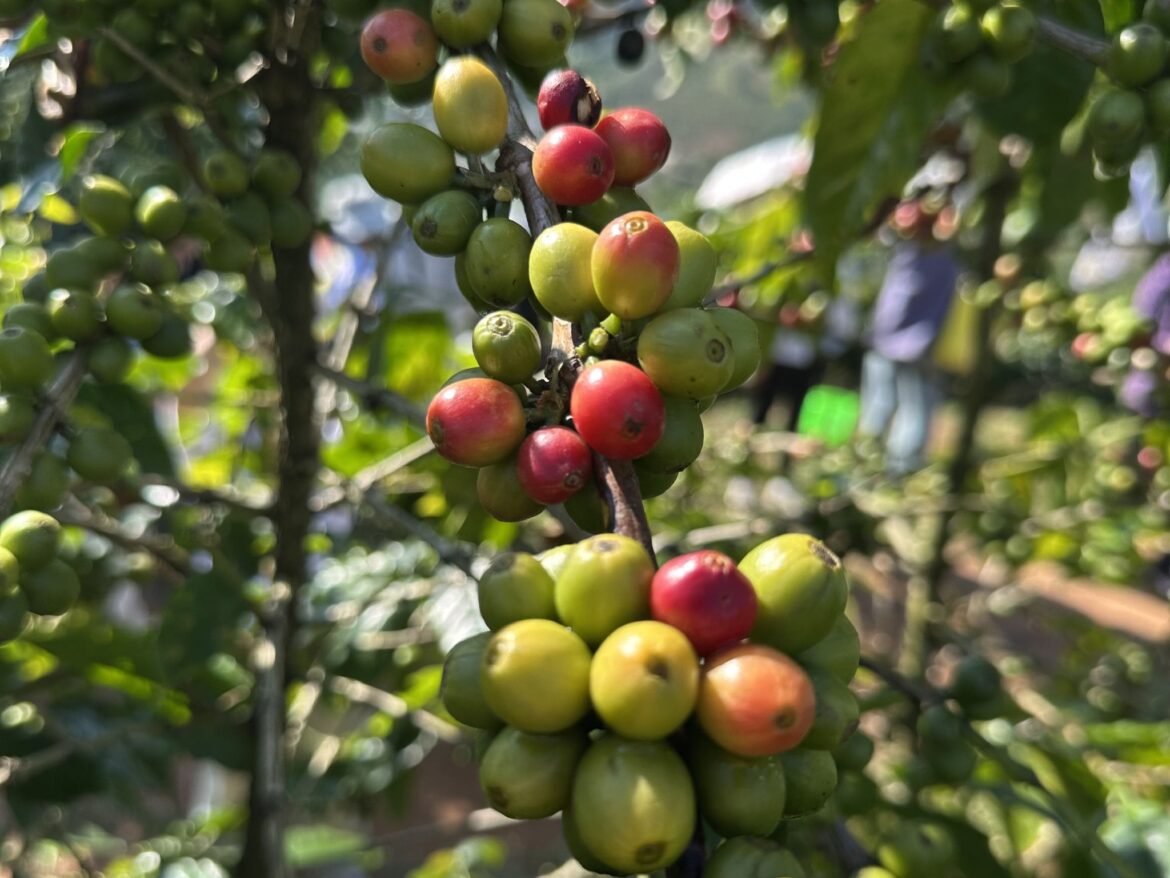 咖啡豆涨价创历史新高：咖农欢呼，咖啡店苦撑降成本