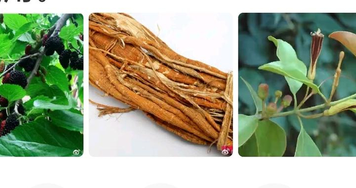 何绍奇：我治糖尿病的“四桑汤”和“四桑苦瓜煎”