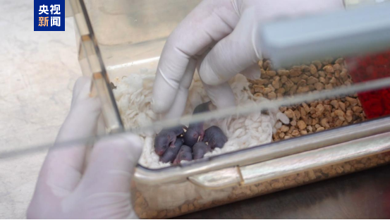 “太空小鼠”返回地面后成功孕育幼仔